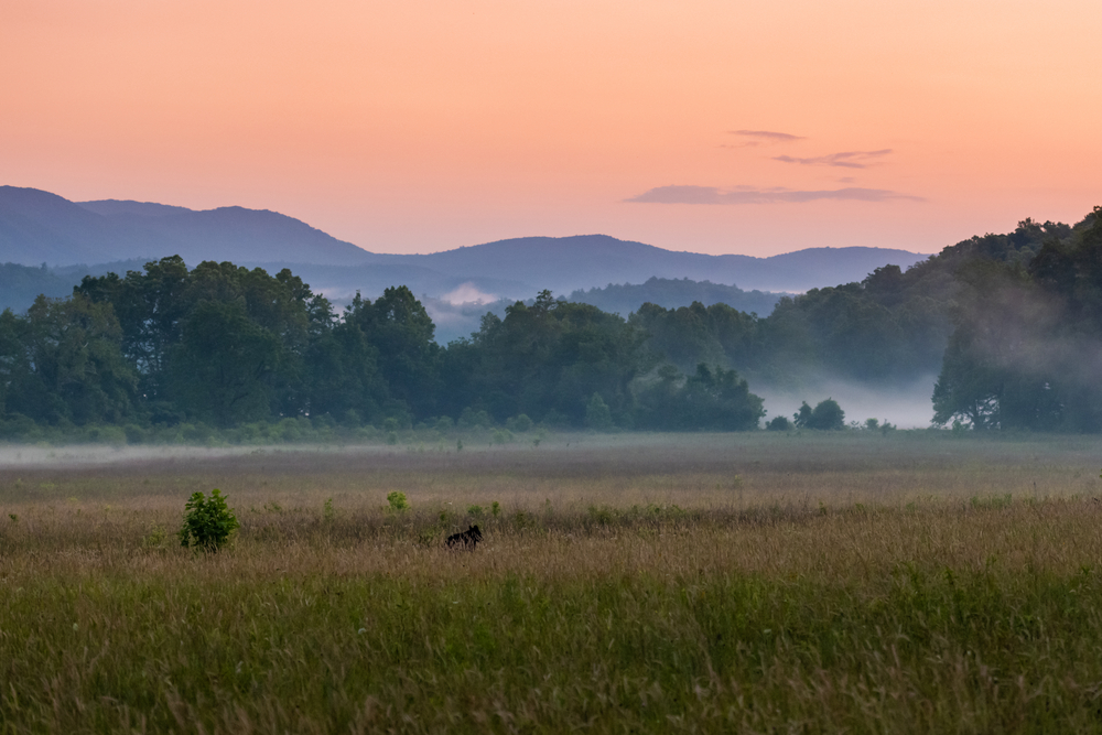 bear at cades cove