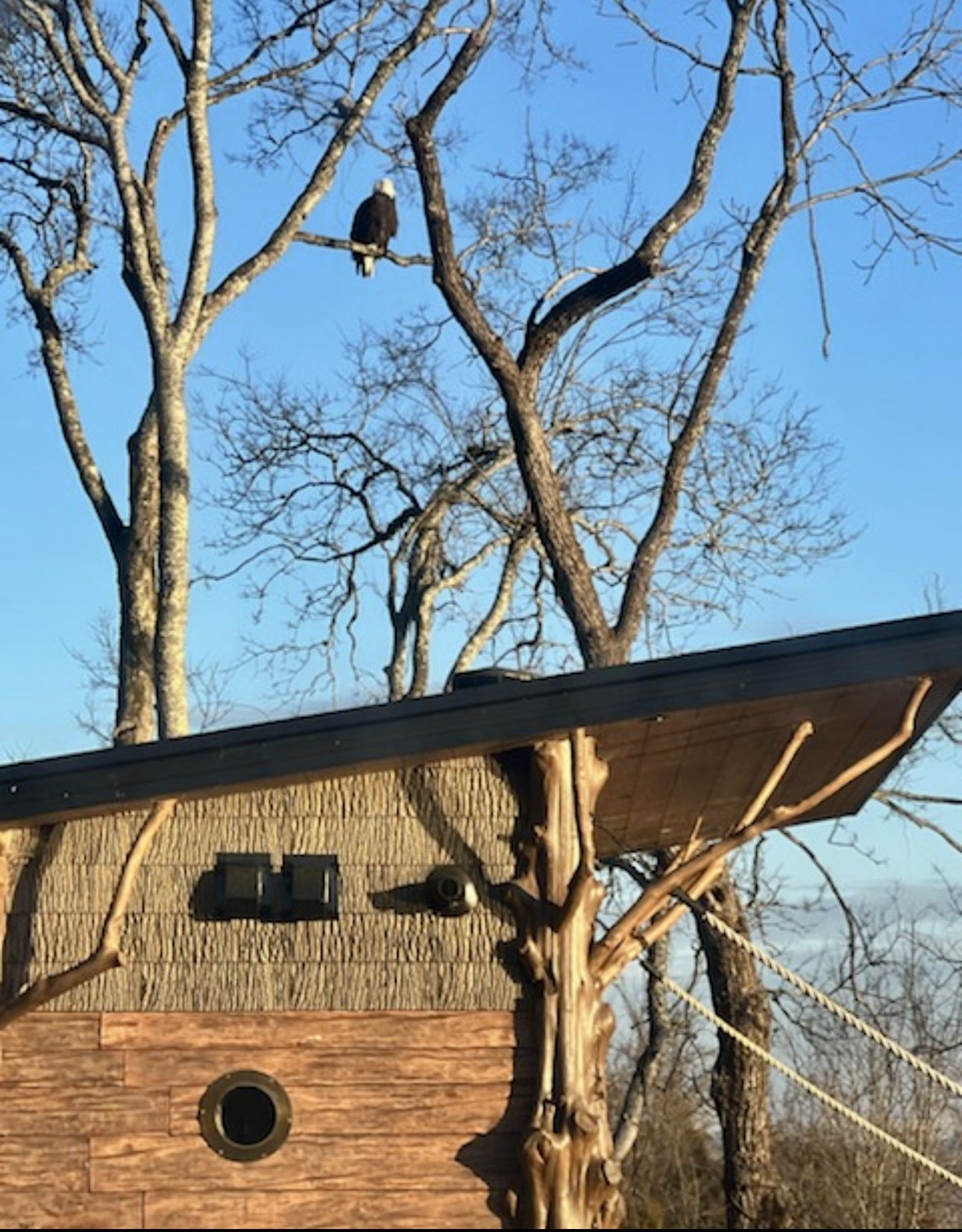 Resident bald eagles in the trees at Sanctuary Treehouse Resort Resident bald eagles in the trees at Sanctuary Treehouse Resort