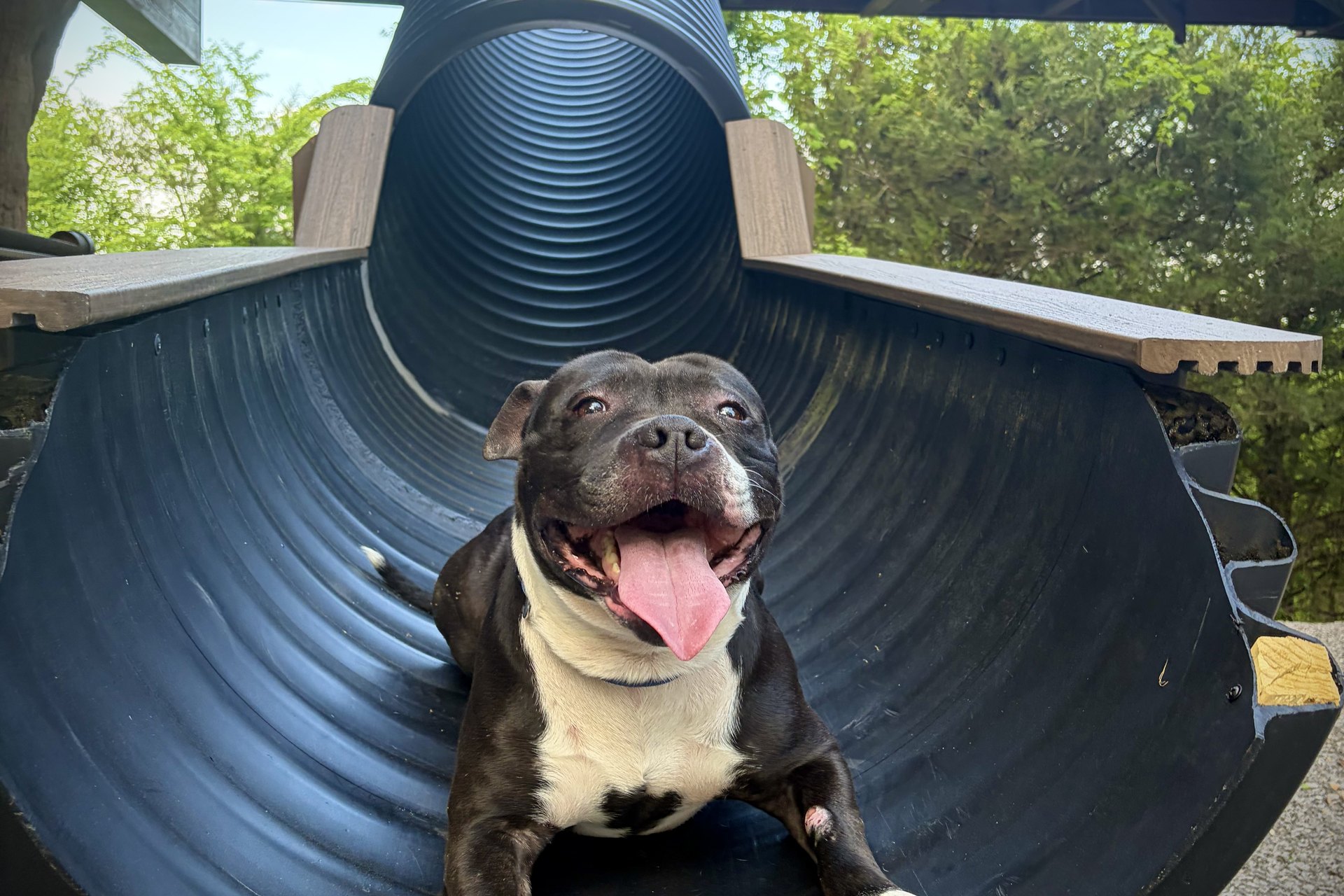 A dog at the top of the 20-foot slide, one of the pet-friendly treehouses in the Smoky Mountains at Sanctuary Treehouse Resort